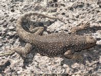 vol     apr  zootaxa