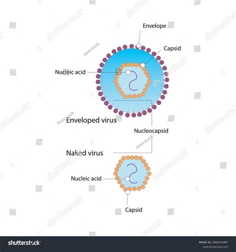 Diagram Virus Structure Naked Enveloped Virus Stock Vector Royalty Free Shutterstock