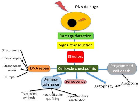 Ijms Free Full Text Dna Repaira Double Edged Sword In The Genomic