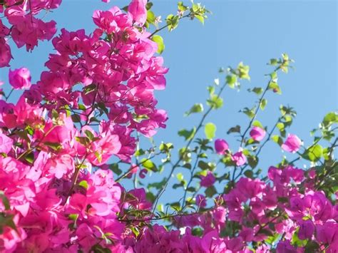 Premium Photo | Living life in bloom