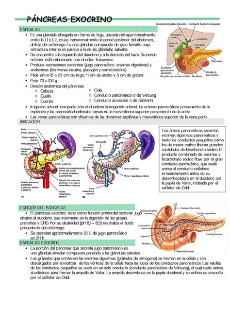 Páncreas exocrino Jim Llontop Jims Notes uDocz Tecnico auxiliar