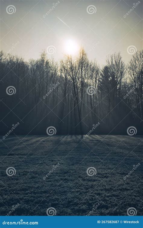 Vertical Of The Sun Shining Brightly Behind The Dense Forest With Naked Trees And The Frozen