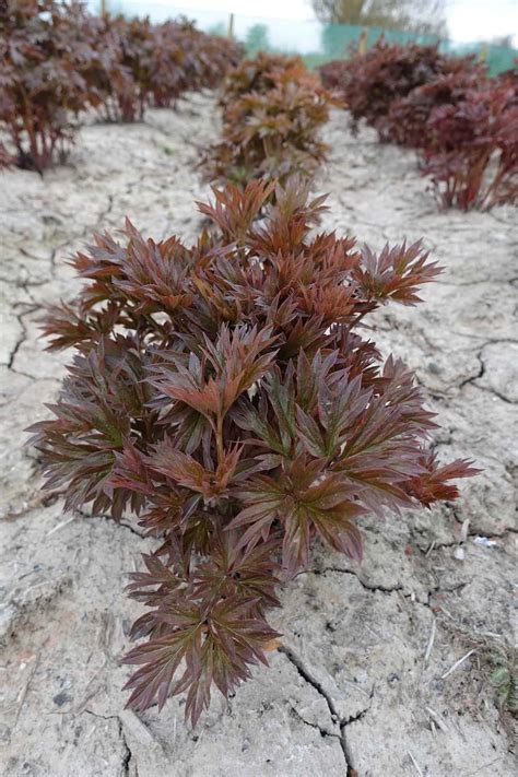 itoh Peony Scrumdidleumptious (Very early) - Green Works - Specialist
