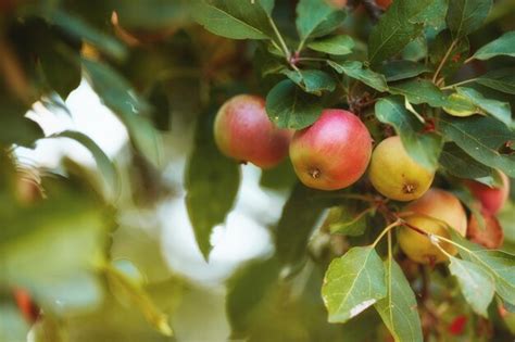 Primer Plano De Manzanas Rojas Maduras Que Crecen En Una Rama En Una