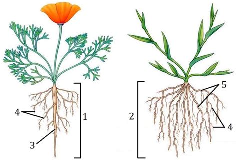 Задание №12458: Каким номером на рисунке обозначены корни, из которых ...