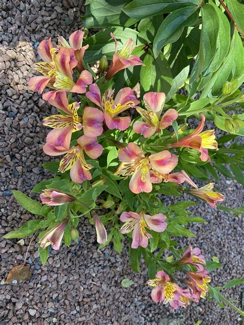 Flowers Astromeria - Free photo on Pixabay - Pixabay