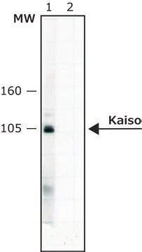 Anti Kaiso Antibody Mouse Monoclonal Clone F Purified From Hybridoma