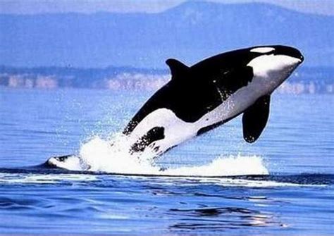 Pin on Animals: Sealife