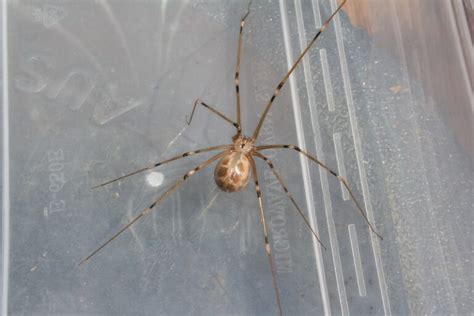 25 Amazing Spiders In Arizona Id Guide Pictures And Facts