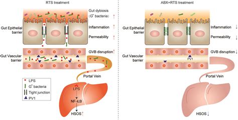 Retrorsine Cooperates With Gut Microbiota To Promote Hepatic Sinusoidal