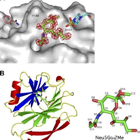 STD NMR Of VP8 With N Acetyl And N Glycolylneuraminic Acids A STD