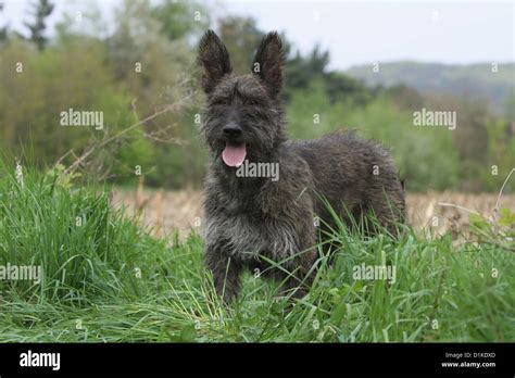 Picardy Shepherd Hi Res Stock Photography And Images Alamy