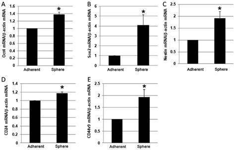 Expression Of Cancer Stem Cell Markers In Adherent Panc 1 Cells And