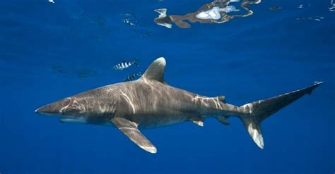 10 Of The Most Endangered (Rarest) Sharks In The World - A-Z Animals