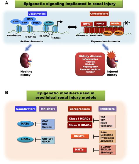 Sex Specific Epigenetic Programming In Renal Fibrosis And Inflammation American Journal Of