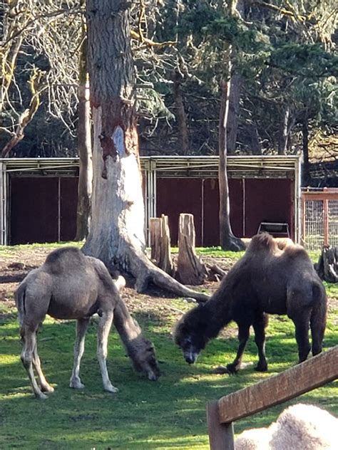 Debbie Dolittle's Animal Experience - Petting Zoo - Tacoma, Washington