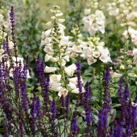 Plant your own foxglove haven at home