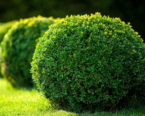 Japanese Boxwood Wintergreen Boxwood Boxwood Hedge Live - Etsy