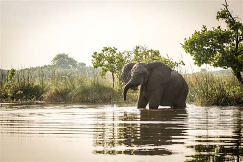 African Elephant Standing In Water Stock Photo - Download Image Now