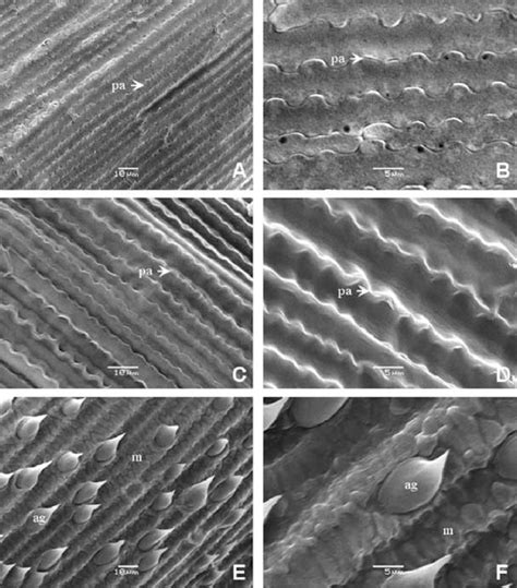 Fotomicrograf As De Meb De La Epidermis De La Lemma En Especies De