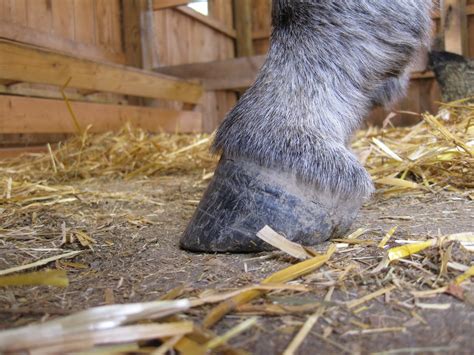 The Dancing Donkey Donkey Feet Emma