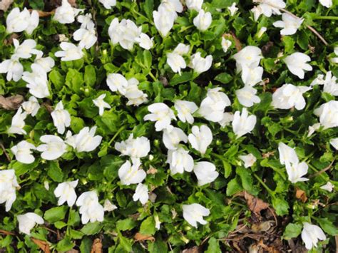 Мазус ползучий. Посадка и уход в открытом грунте, фото, когда сажать