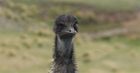 Emu