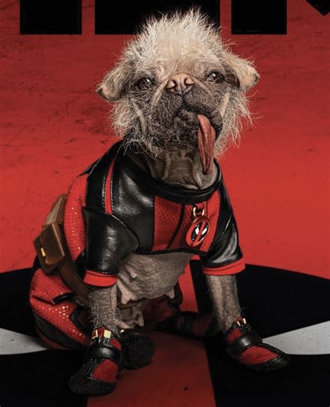 Dogpool Marvel Cinematic Universe Wiki Fandom