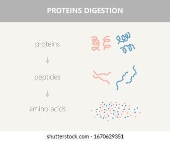 Medical Illustration Protein Digestion Enzymes Proteases Stock ...