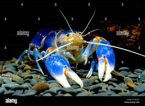 Shrimp Lobster Cherax Yabby Crayfish Destructor Volcano Thailand