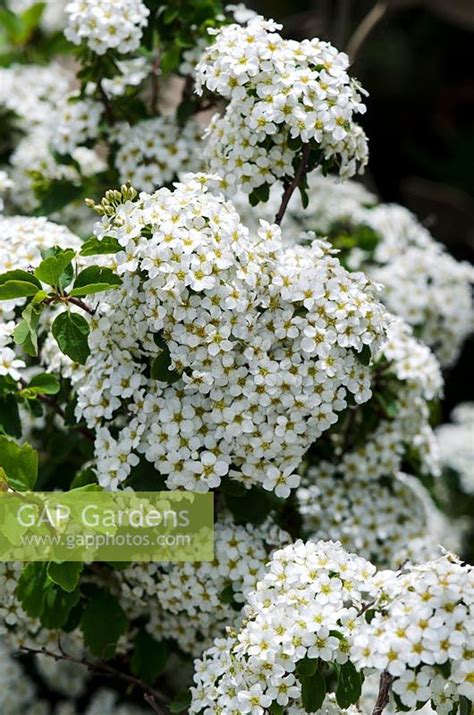 Spiraea Trilobata F Stock Photo By Visions Image 0622858