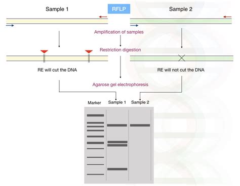 Restriction Fragment Length Polymorphism Process