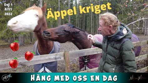 Stallvlogg F Lj Med Till L Sdriften P H St G Rden Youtube