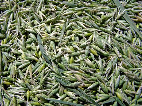 avena monograph wild oats  medicine northeast school  botanical