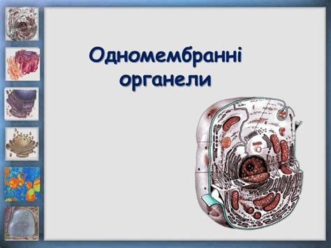 Одномембранні органели