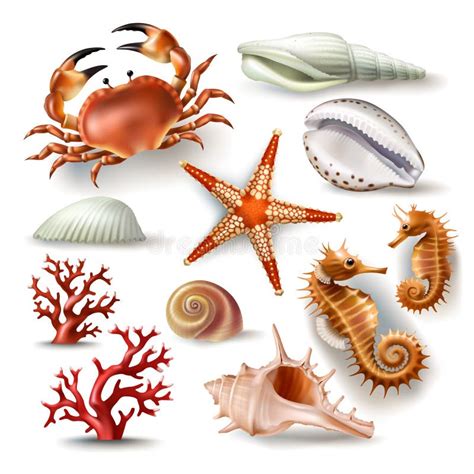 Satz Vektorillustrationen Muscheln Koralle Krabbe Und Starfish Vektor