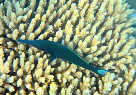 Green Bird Wrasse Gomphosus Caeruleus Bali Wildlife