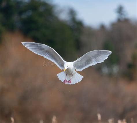 Glaucous Winged Gull In Fly Stock Photo Image Of Flying Bird 215717020