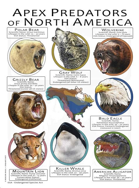 apex predators  north america poster print