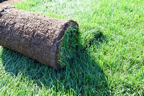 Рулонный газон (69 фото) - красивые картинки и HD фото