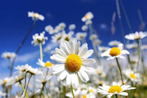 Daisy Flower Meaning - Flower Meaning