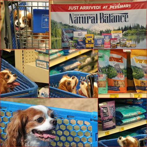 Petsmart kittens are finding homes faster than ever this summer 26