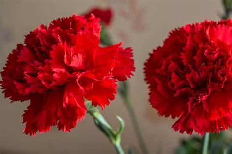 How do you call these in your language? Here it's called "Каранфил" or ...