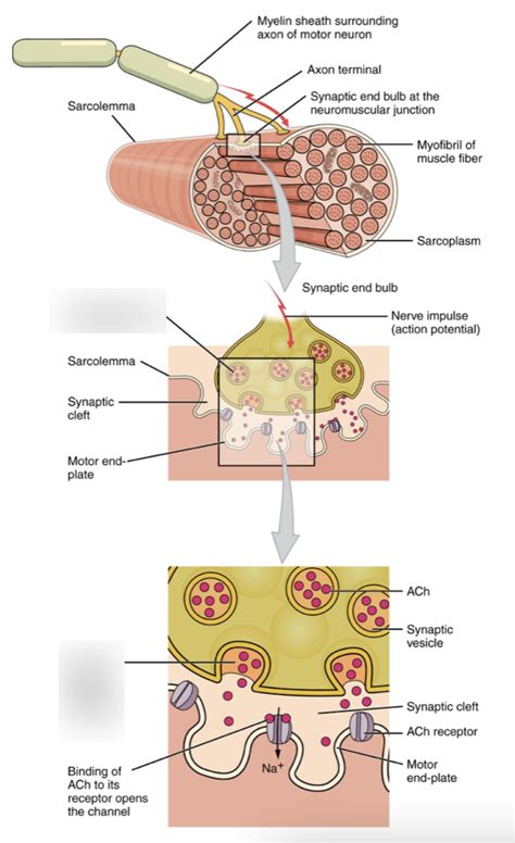 Excitation Contraction Coupling Diagram Quizlet