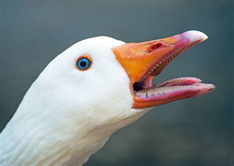 Wait... Geese Have Teeth?! Goose Teeth Pictures, Facts, Debunked Myths