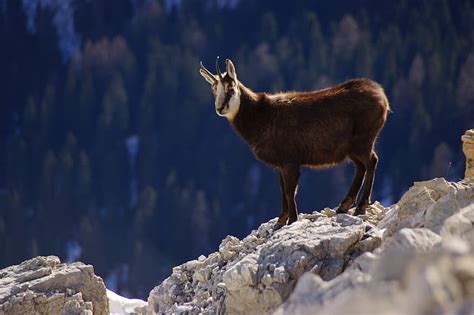 Free photo: chamois, dolomites, mountain, animal, alps, horns, italy | Hippopx