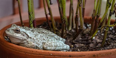 Sapo Dentro De Casa O Que Significa - Como acabar com sapos dentro de casa? 06 métodos eficazes para manter ...