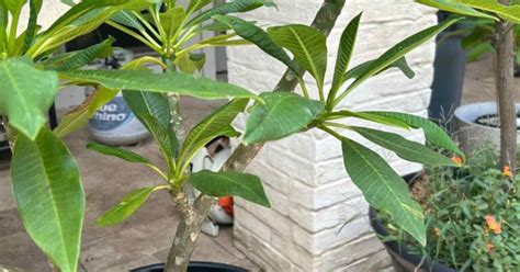 Mastering How To Prune Plumeria A Step By Step Guide