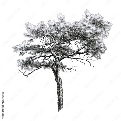 Pine Tree Pencil Drawing