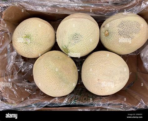 Galia Melon The Galia Melon Also Known As Sarda In Southeast Asia Is